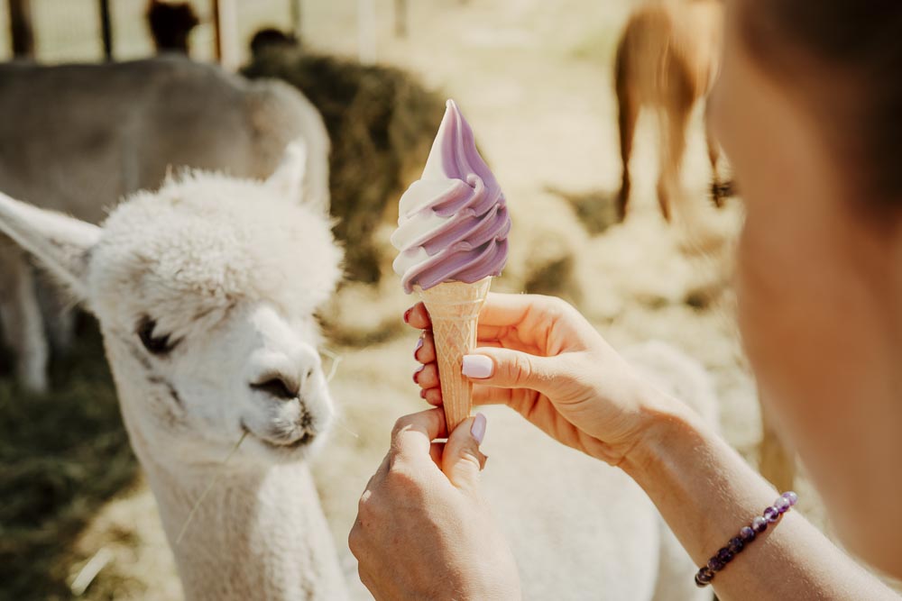 See how to sell ice cream effectively